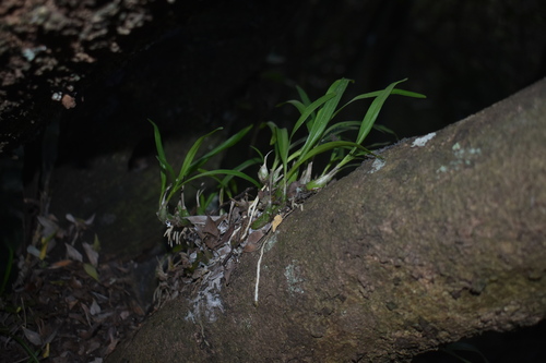 Polystachya ottoniana, photograph 6