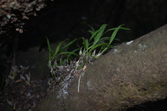 Polystachya ottoniana, photograph (c) Justin Ponder, some rights reserved (CC BY)