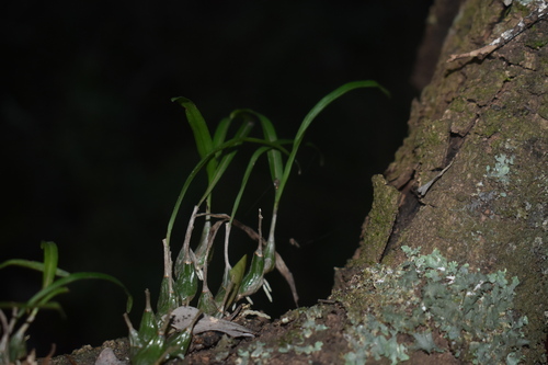 Polystachya ottoniana, photograph 5