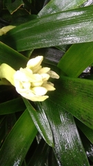 Clivia miniata
