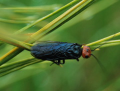 Acantholyda erythrocephala