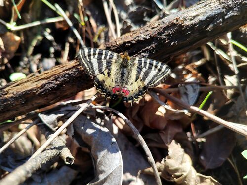 Princess Gifu Butterfly