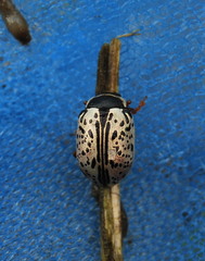Calligrapha multipunctata