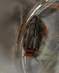 Coptotomus longulus