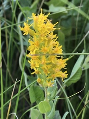 Solidago mollis