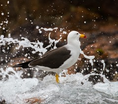 Larus belcheri