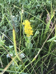 Solidago mollis