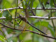 Somatochlora hineana
