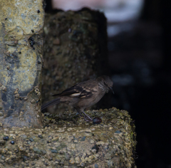 Cinclodes taczanowskii