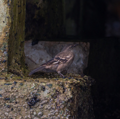 Cinclodes taczanowskii