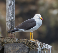 Larus belcheri