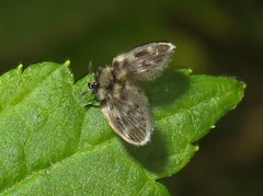 Pneumia trivialis