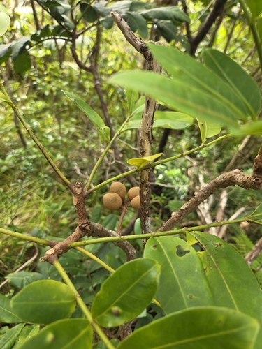 Didymocheton pachyphyllus, photograph 2