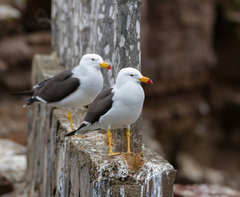 Larus belcheri