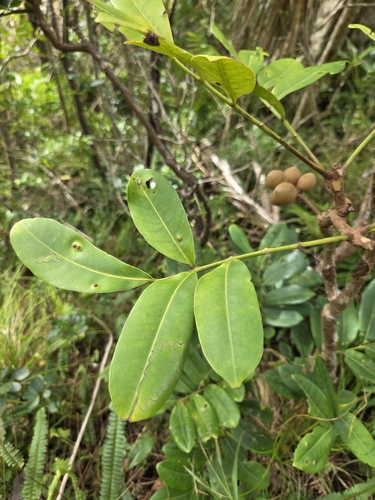 Didymocheton pachyphyllus, photograph 3