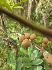 Didymocheton pachyphyllus, photograph Matthew Lincoln, CC BY, iNaturalist via GBIF