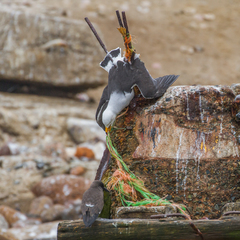 Larus belcheri