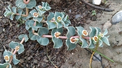Euphorbia johnstonii