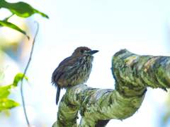 Micromonacha lanceolata