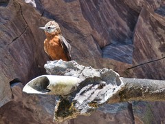 Cliff Flycatcher photo 3