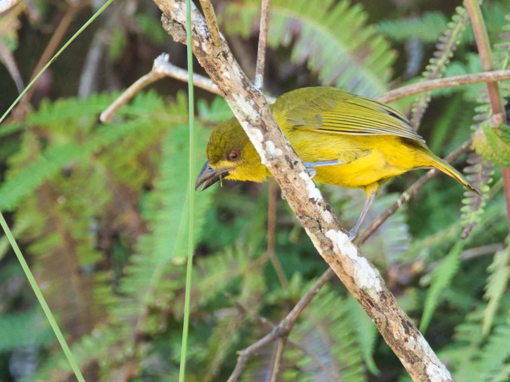 Yellow-lored Tanager (Chlorothraupis frenata)