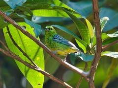 Ixothraupis xanthogastra