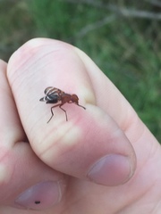 Tritoxa