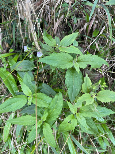 forest speedwell (Veronica notabilis)