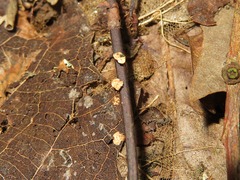 Hymenoscyphus albidus