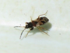 Scolopostethus thomsoni