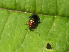 Crepidodera aurata