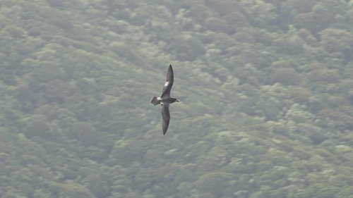 Providence Petrel (Pterodroma solandri)