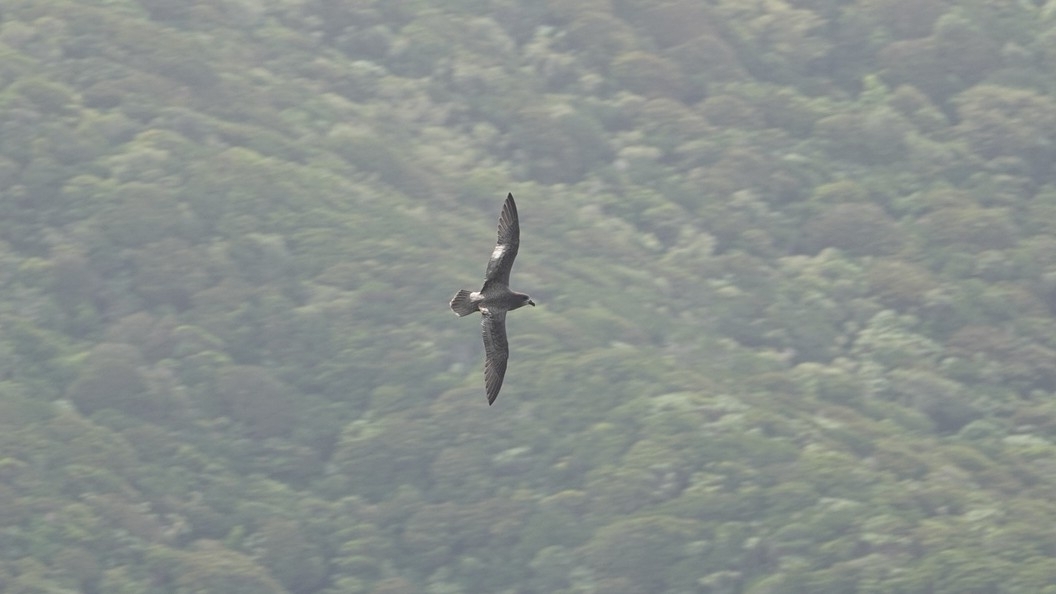 Providence Petrel (Pterodroma solandri), photo 1