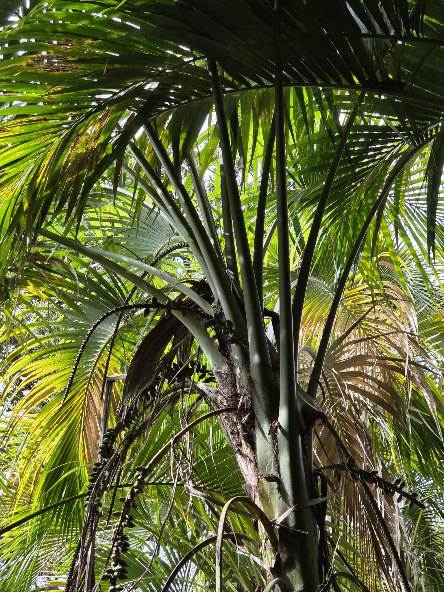 Sentry Palm (Howea belmoreana)