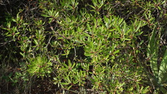 Comarostaphylis polifolia
