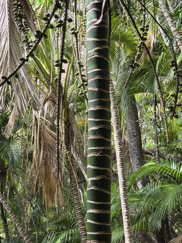 Howea belmoreana, photograph 2