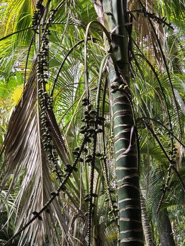 Howea belmoreana, photograph 3