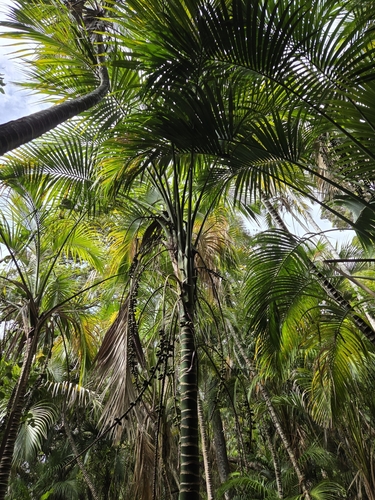 Howea belmoreana, photograph 4