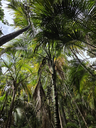 Howea belmoreana, photograph 5