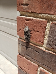 Prionoxystus robiniae