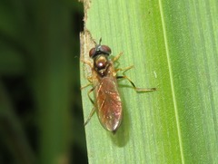 Pyrophaena granditarsis