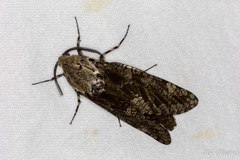 Prionoxystus robiniae