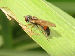 Pyrophaena granditarsis