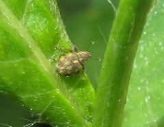 Rhinoncus perpendicularis