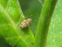 Rhinoncus perpendicularis