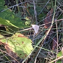 Chytolita morbidalis