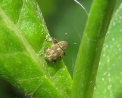 Rhinoncus perpendicularis