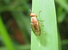 Opomyza petrei