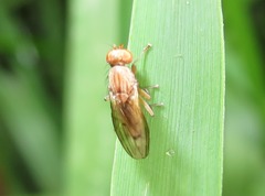 Opomyza petrei