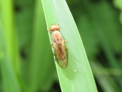 Opomyza petrei
